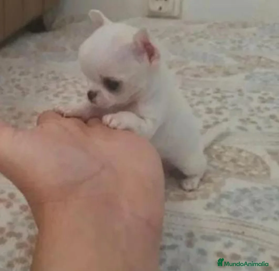 Chihuahua perros en venta: CHIHUAHUAS TOYS  en Murcia - Anuncio 2