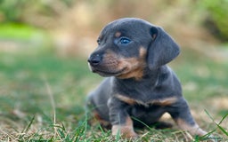 Teckel perros en venta: teckel cachorro - Imagen 2