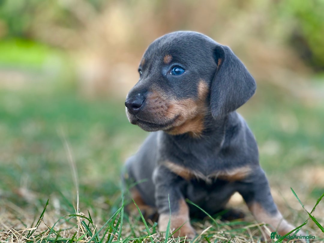 Teckel perros en venta: teckel cachorro - Imagen 2