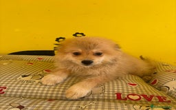 Pomerania perros en venta: Pomerania machos - Imagen 12