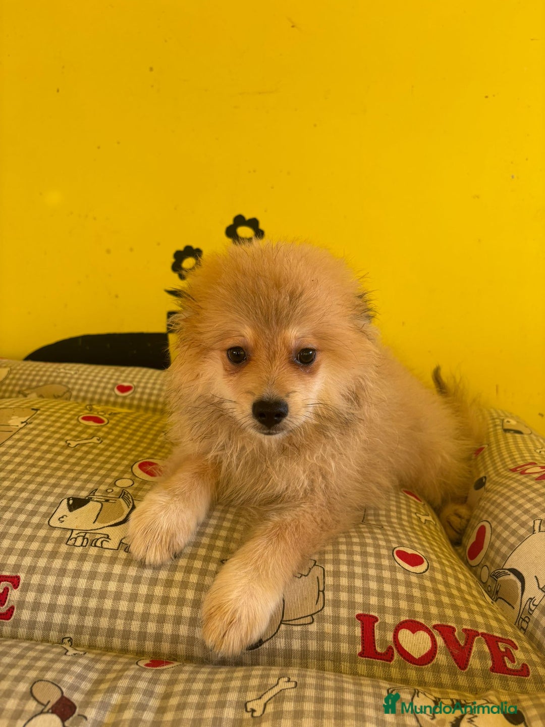 Pomerania perros en venta: Pomerania machos - Imagen 12