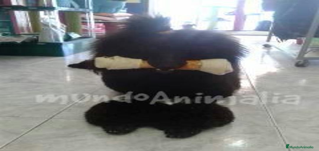 Imagen de galería {{count}}