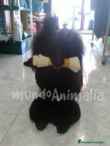 Imagen de galería {{count}}