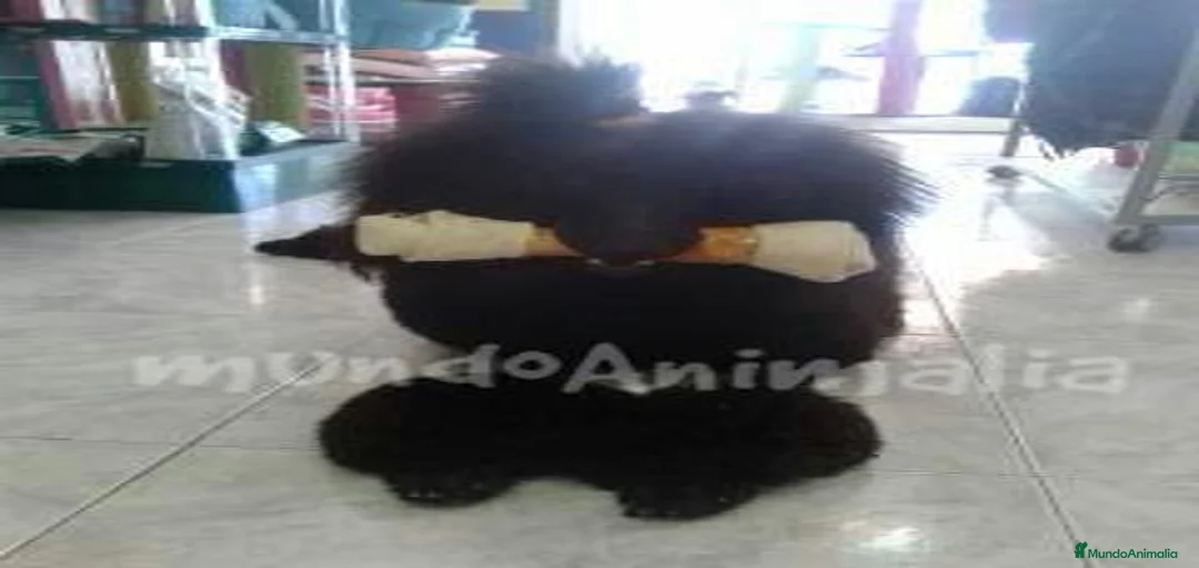 Imagen de galería {{count}}