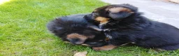 Pastor Alemán perros en venta: Cachorros de pastor alemán. - Anuncio 3