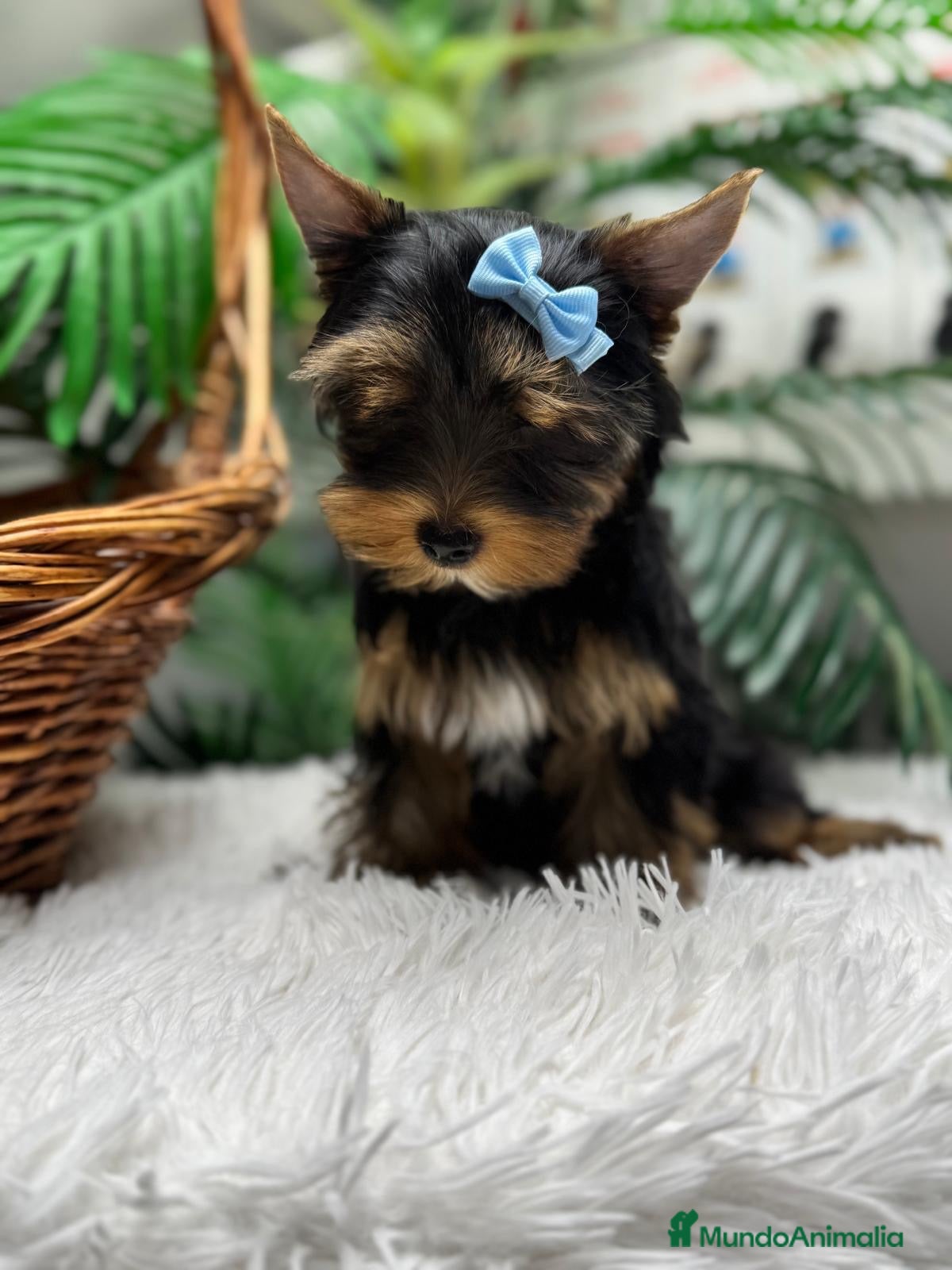 Yorkshire Terrier perros YORKSHIRE TERRIER  - Anuncio 1