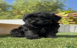 Perro de Agua Español perros en venta: PERRO DE AGUA ESPAÑOL MACHO - Imagen 9