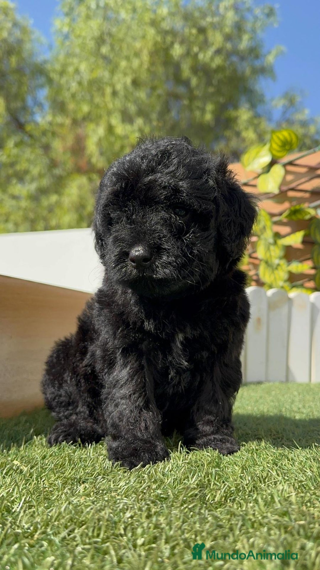 Perro de Agua Español perros en venta: PERRO DE AGUA ESPAÑOL MACHO - Imagen 9