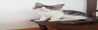 Maine Coon 3