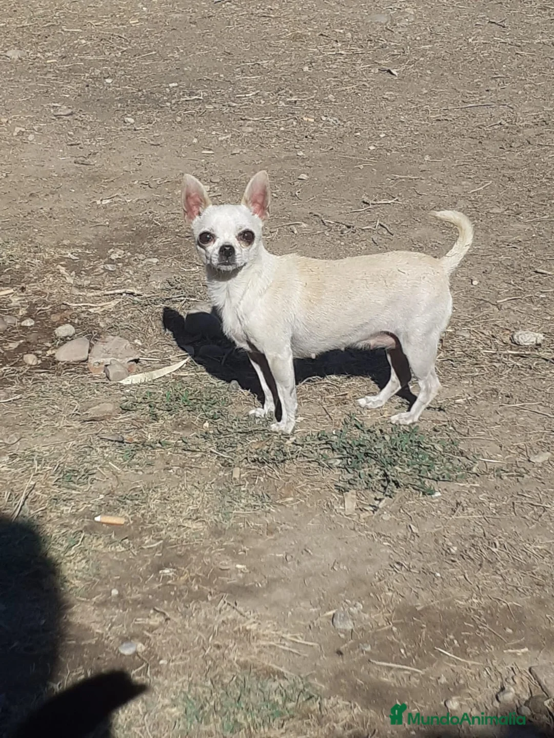 Chihuahua perros en venta: Chihuahua miniatura en Badajoz - Anuncio 2
