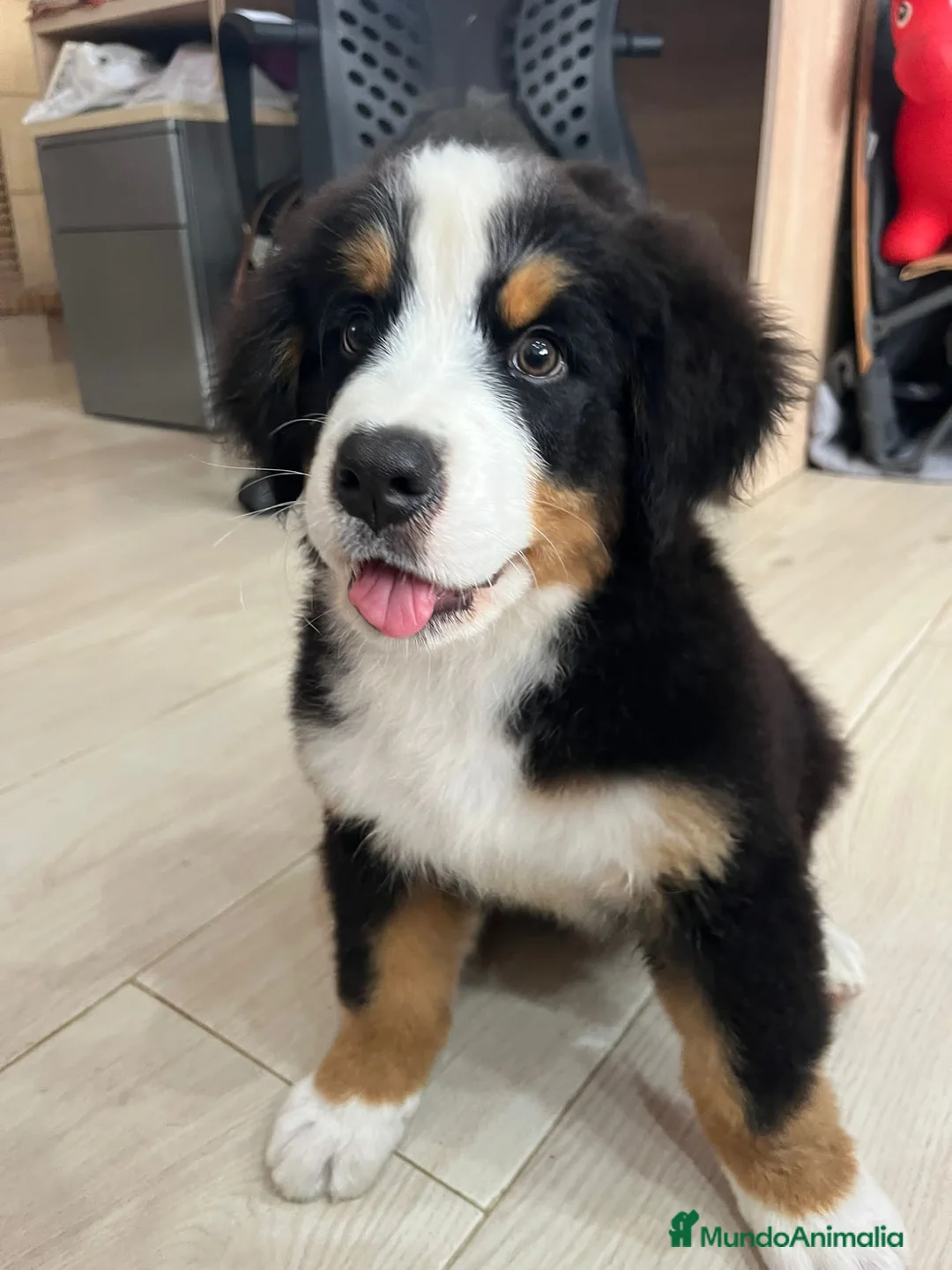 Boyero de Berna perros en venta: Boyero de Berna varias camadas  - Anuncio 2