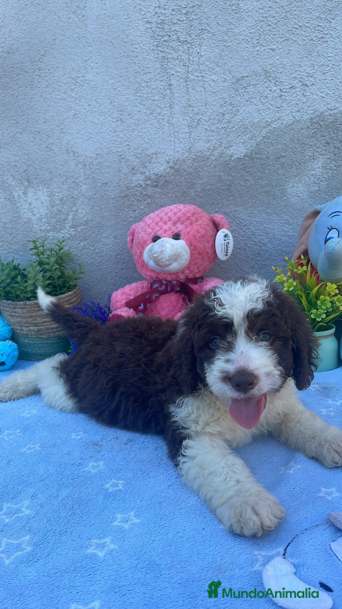 Perro de Agua Español perros Perros de agua chocolate  - Anuncio 1