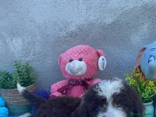 Perro de Agua Español perros Perros de agua chocolate - Anuncio 1