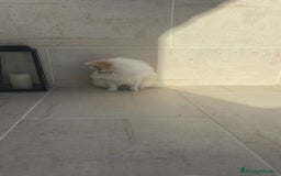 Pomerania perros en venta: Pomerania pedigree  - Imagen 2