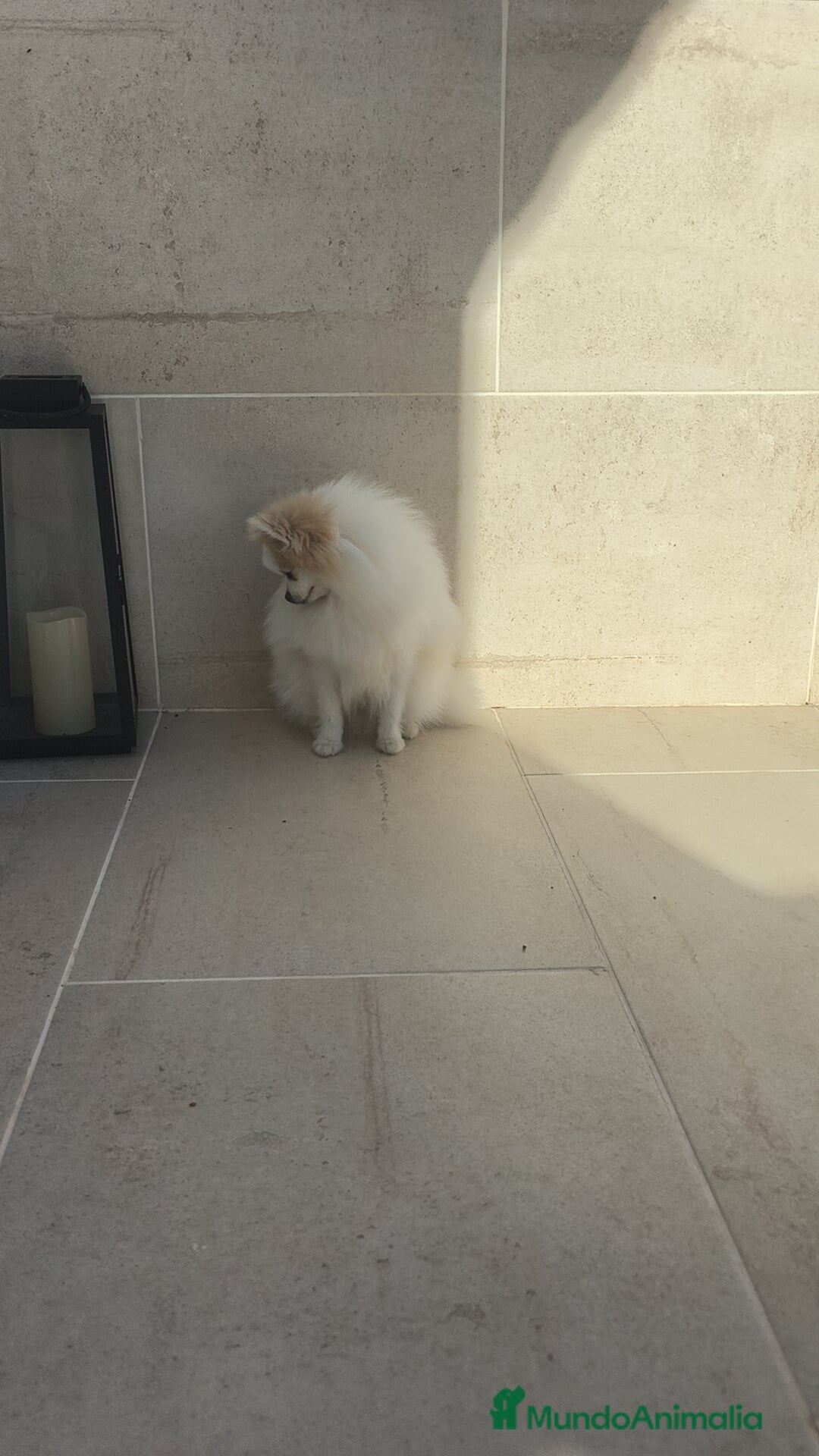 Pomerania perros en venta: Pomerania pedigree  - Imagen 2