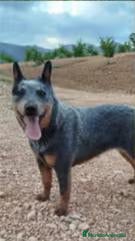 Boyero de Australia perros Cachorros Australian Cattle Dog - Anuncio 2