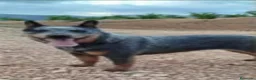 Boyero de Australia perros en venta: Cachorros Australian Cattle Dog - Anuncio 2