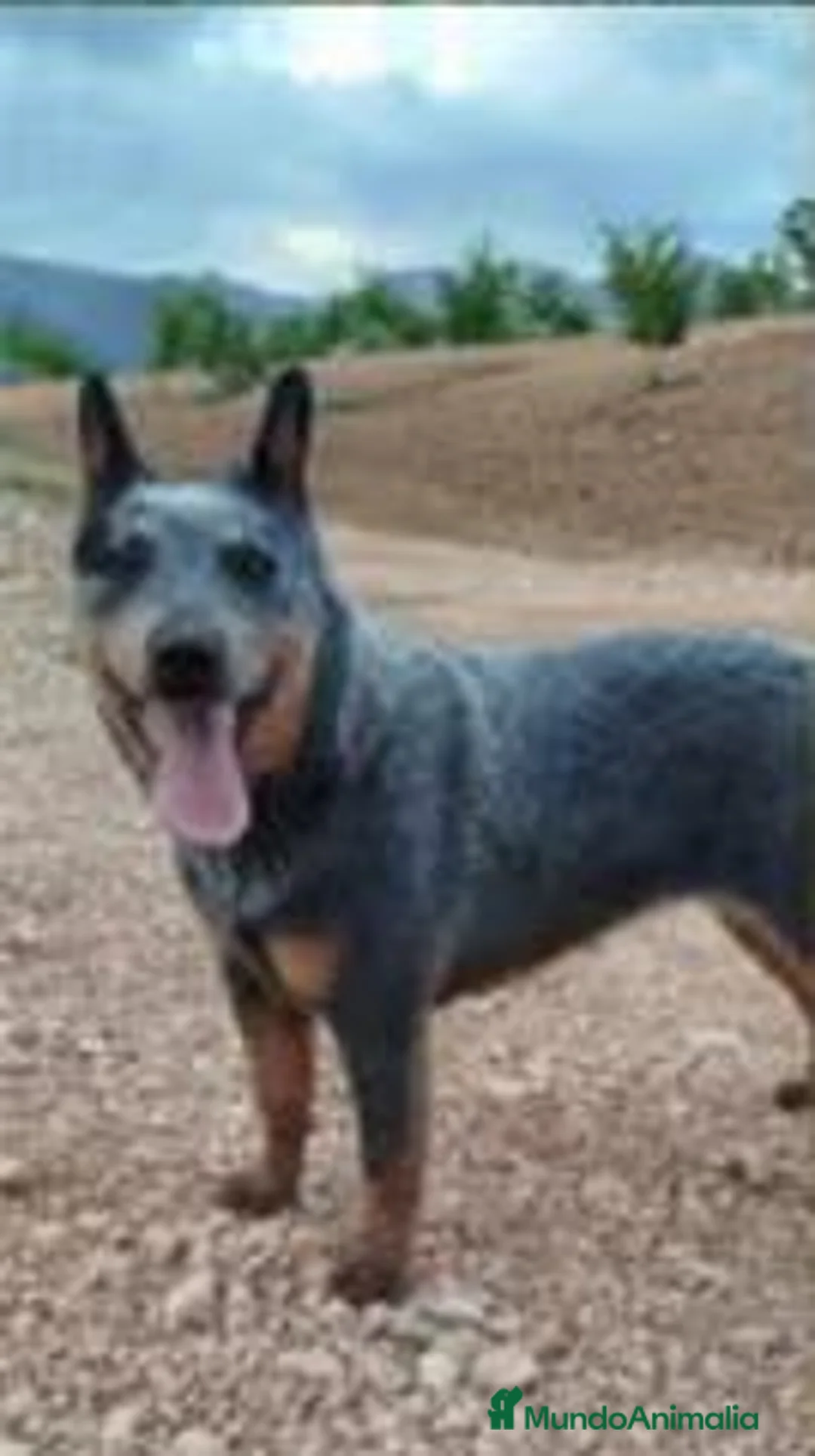 Boyero de Australia perros en venta: Cachorros Australian Cattle Dog - Anuncio 2