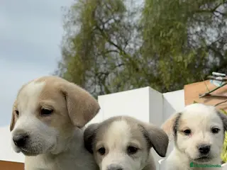 Mastín Español perros MASTIN ESPAÑOL - Anuncio 4