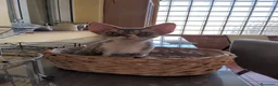 Devon Rex gatos en venta: Preciosos ejemplares de Devon Rex - Anuncio 8
