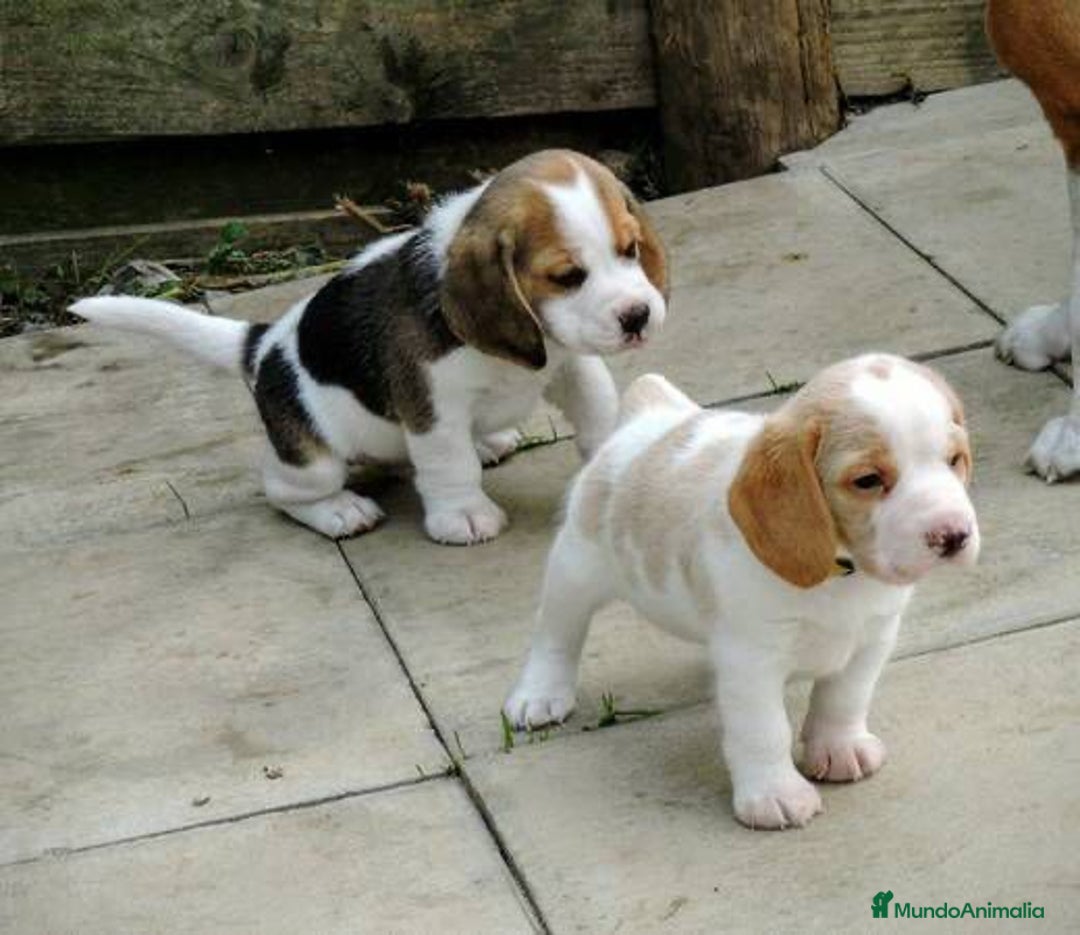 Beagle perros en venta: BEAGLE TODA ESPAÑA  - Anuncio 2