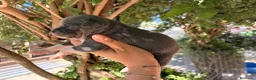 Chihuahua perros en venta: Chihuahuas blue - Anuncio 6