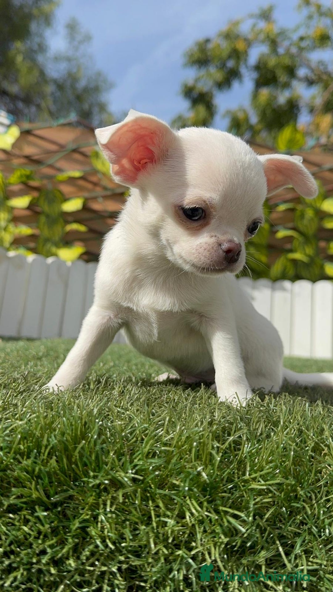 Chihuahua perros en venta: CHIHUAHUA MACHO - Imagen 22