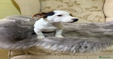 Jack Russell Terrier perros - Anuncio 4