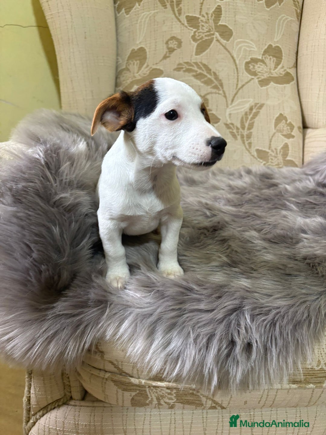 Jack Russell Terrier perros en venta: Cachorros de Jack Russell  - Imagen 2