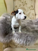 Jack Russell Terrier perros Cachorros de Jack Russell - Anuncio 12