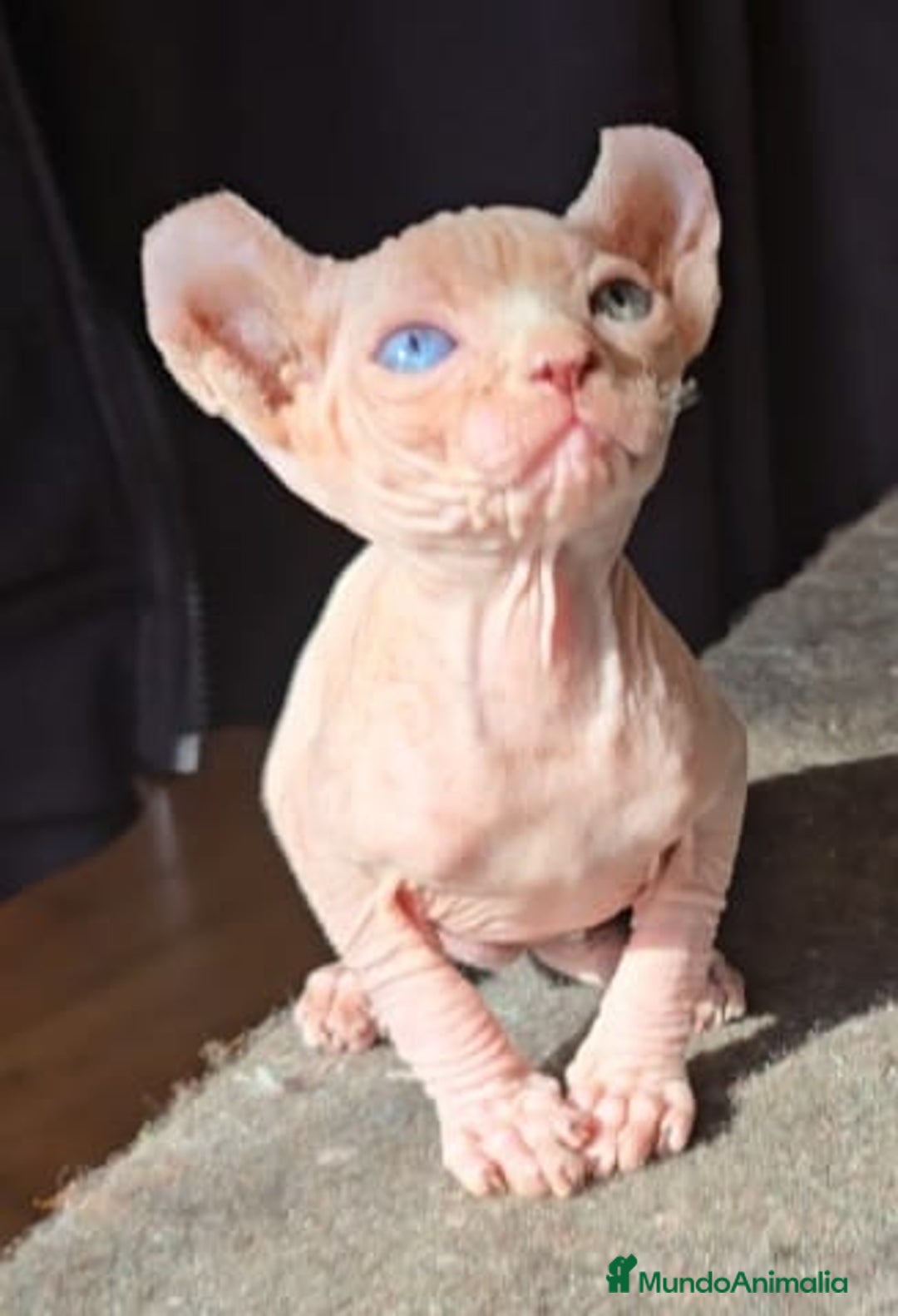 Sphynx gatos en venta: Macho Sphynx Ojos Dispares - Anuncio 4