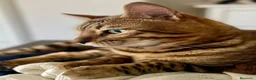 Bengalí gatos en venta: Gato Bengalí Macho  - Anuncio 1