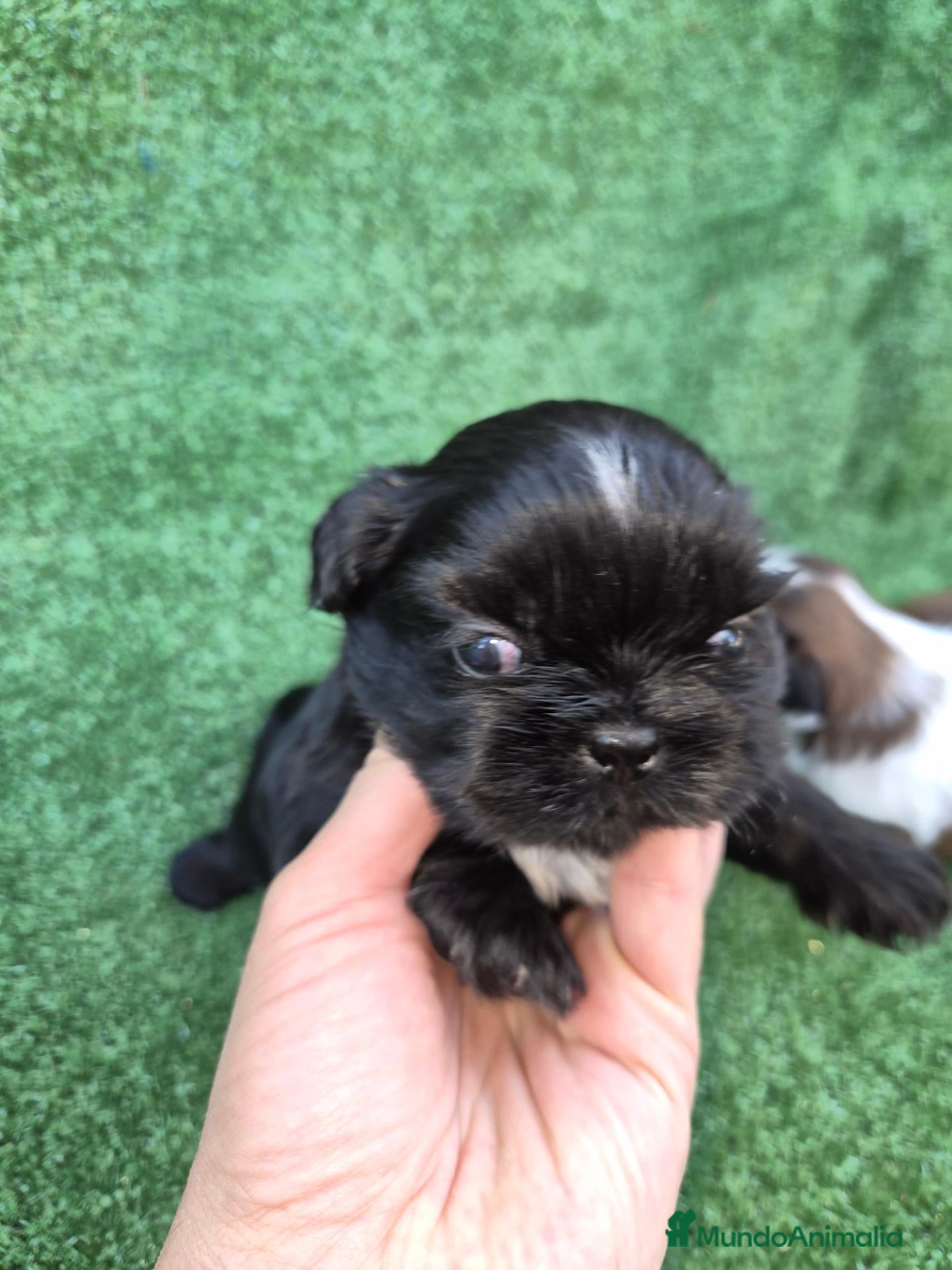 Shih Tzu perros Hembritas shih tzu - Anuncio 5