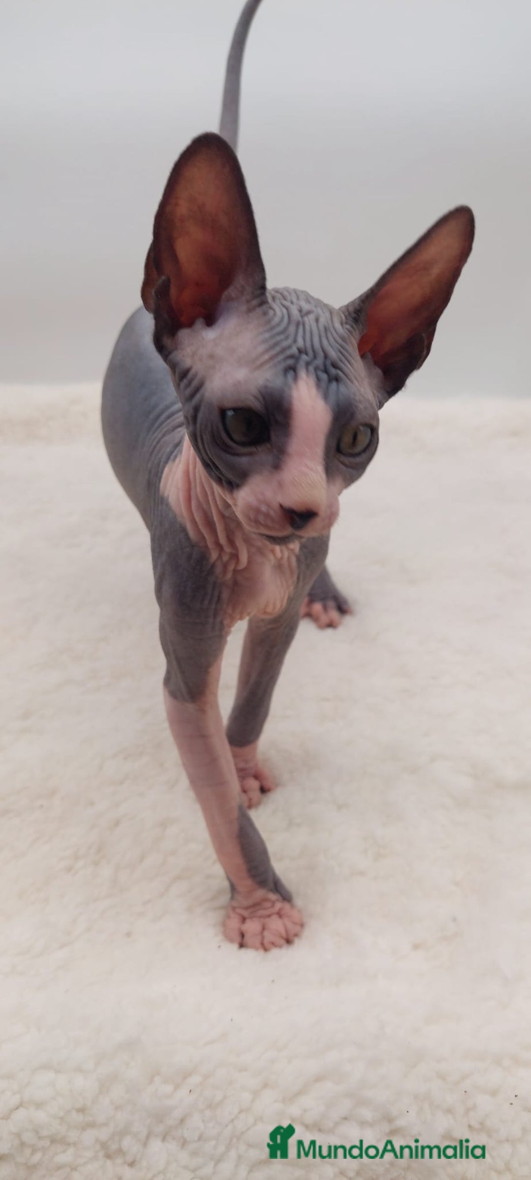 Sphynx gatos en venta: Preciosa camada de machitos - Anuncio 16