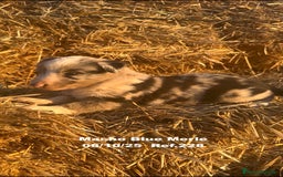 Border Collie perros en venta: Border Collie Blue Merle - Anuncio 30