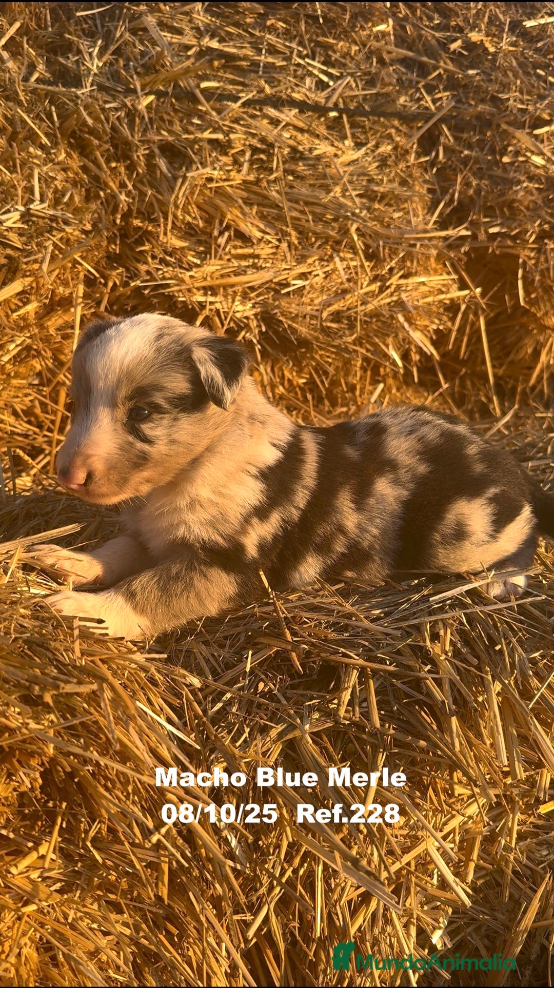 Border Collie perros en venta: Border Collie Blue Merle - Anuncio 30
