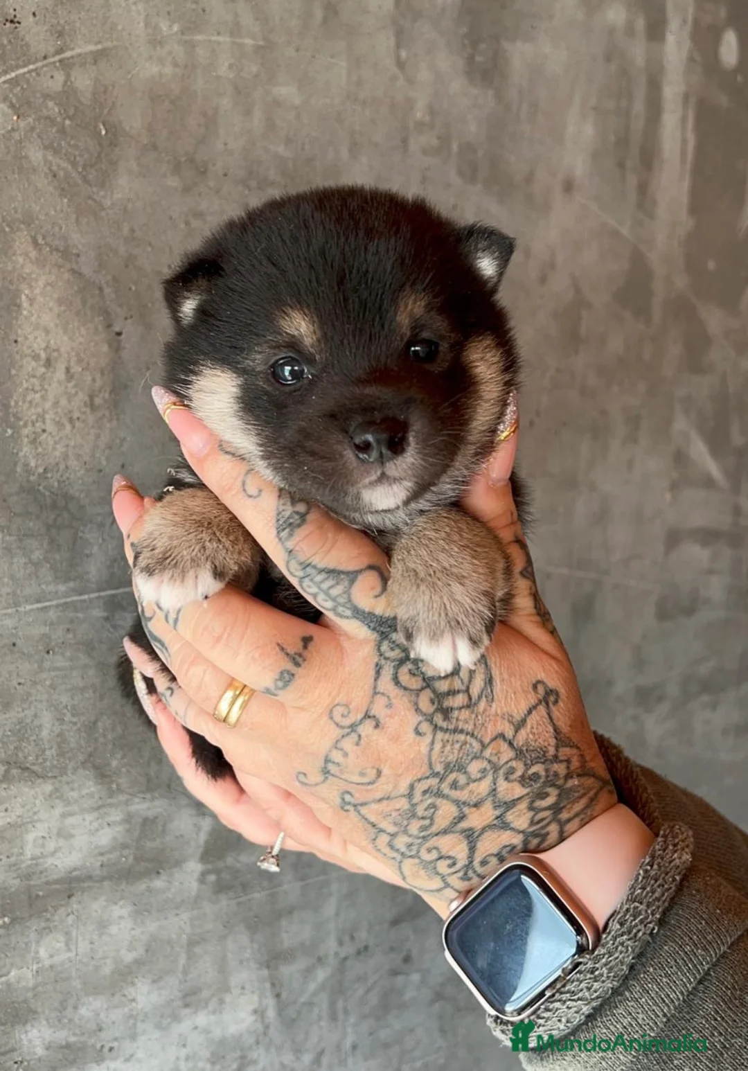 Shiba Inu perros en venta: SHIBA INU DISPONIBLES en Barcelona - Anuncio 3