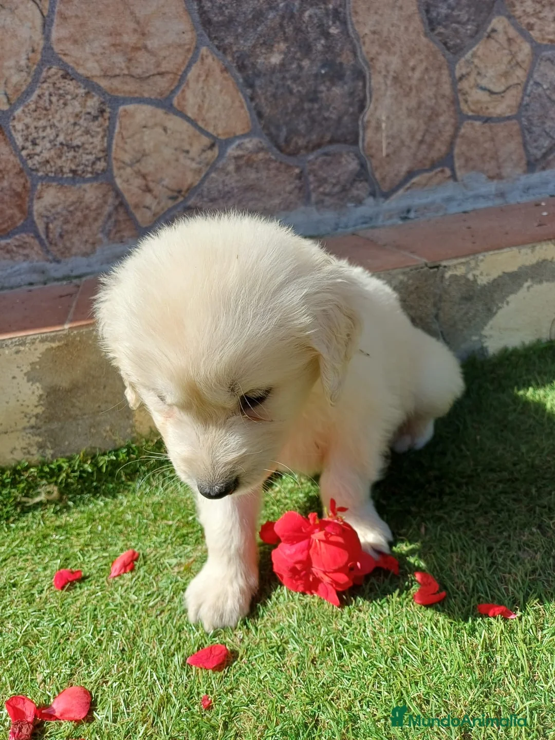 Golden Retriever perros en venta: Golden retriever línea americana - Anuncio 2