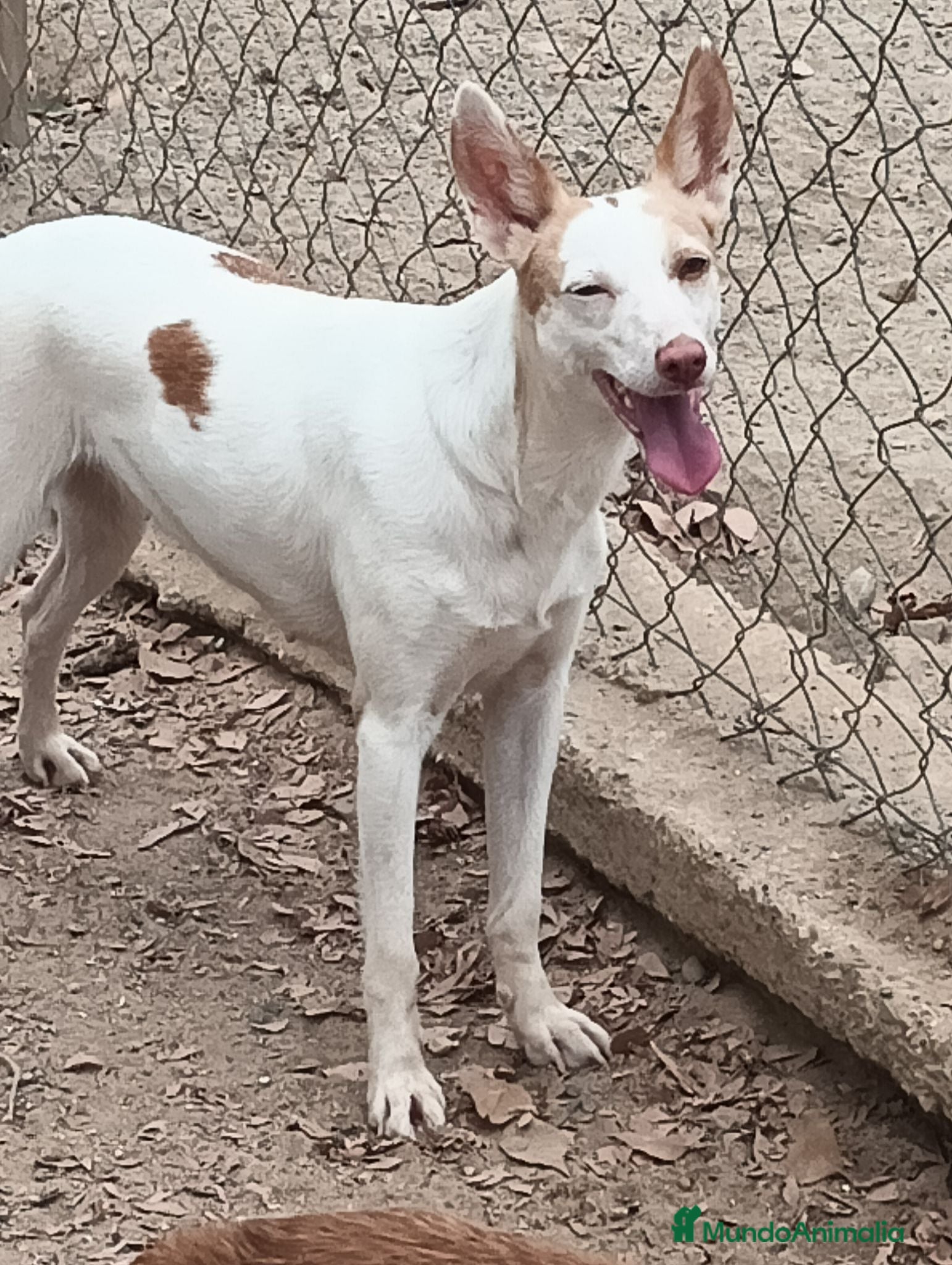 Podenco Andaluz perros Podenca adopción  - Anuncio 1