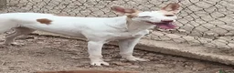Podenco Andaluz perros en venta: Podenca adopción  - Anuncio 1