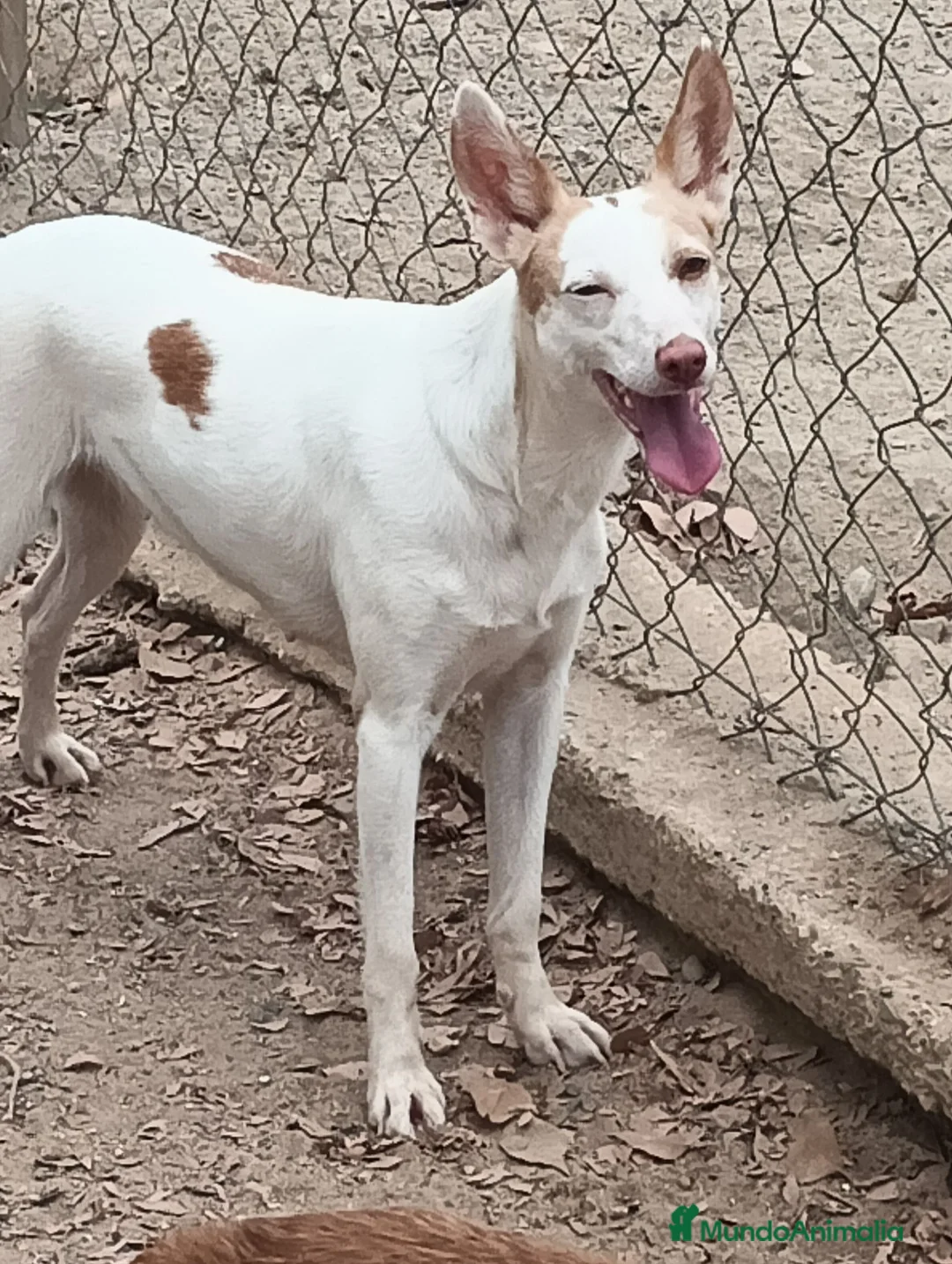 Podenco Andaluz perros en venta: Podenca adopción  - Anuncio 1