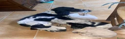 Cocker Spaniel Inglés perros en venta: Cachorros cocker inglés  - Anuncio 4