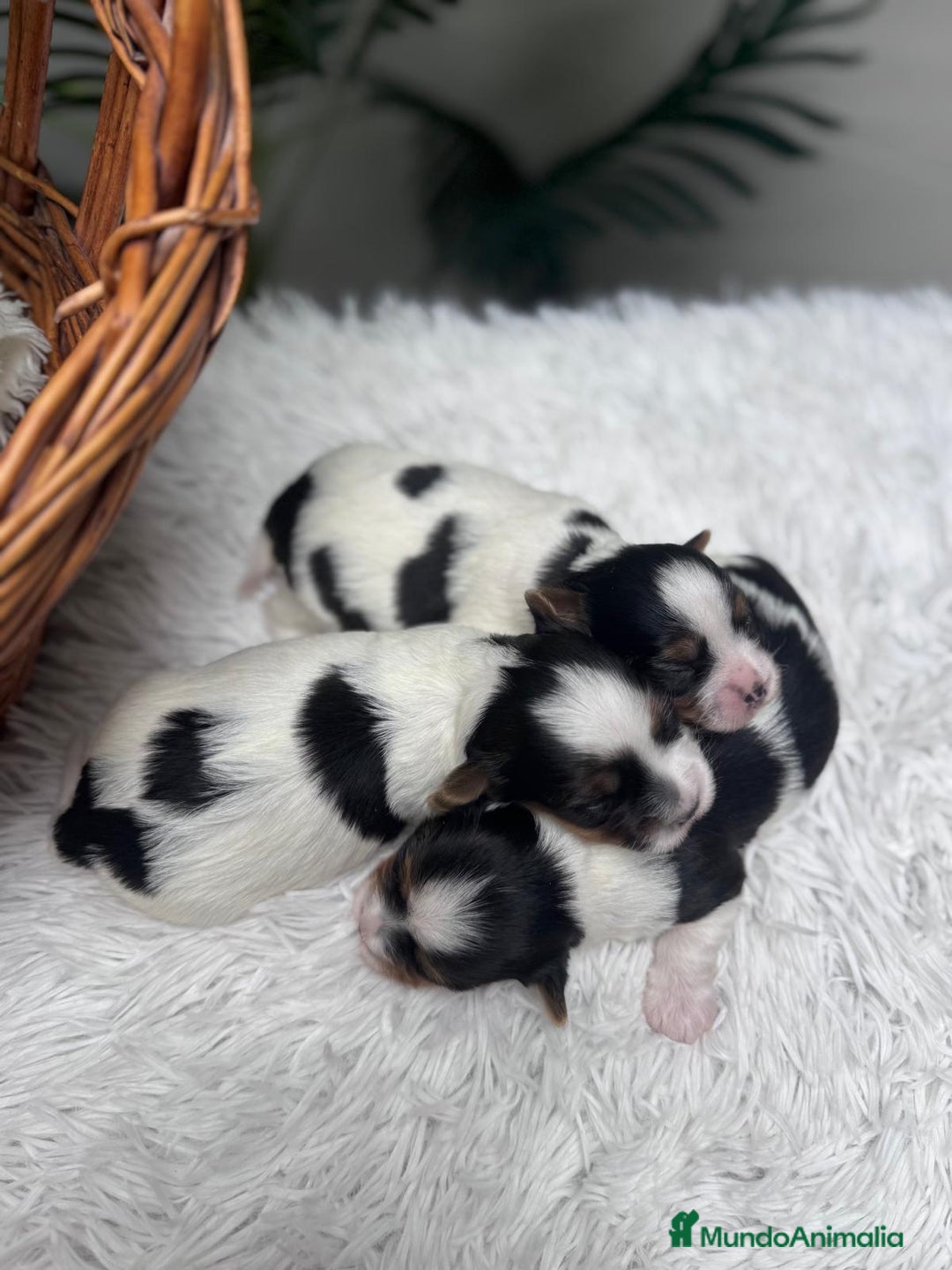 Yorkshire Terrier perros en venta: YORKSHIRE BIEWER HEMBRA - Anuncio 11