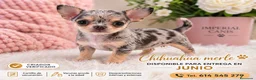 Chihuahua perros en venta: CHIHUAHUA BLUE MERLE♂️ en Cáceres - Anuncio 1