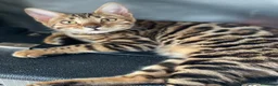 Bengalí gatos en venta: Gatita Bengalí - Anuncio 3