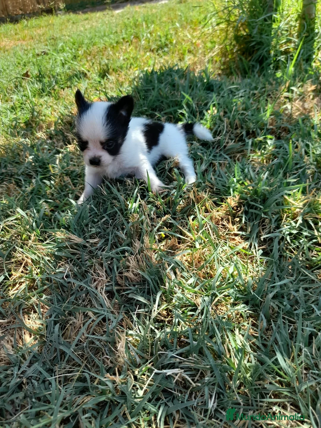 Chihuahua perros en venta: Chihuahua toy - Anuncio 1
