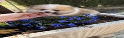 Pomerania perros en venta: Pomerania tricolor macho TOY disponible  - Anuncio 7