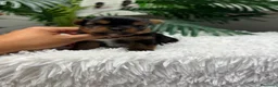 Yorkshire Terrier perros en venta: YORKSHIRE TERRIER - Anuncio 11