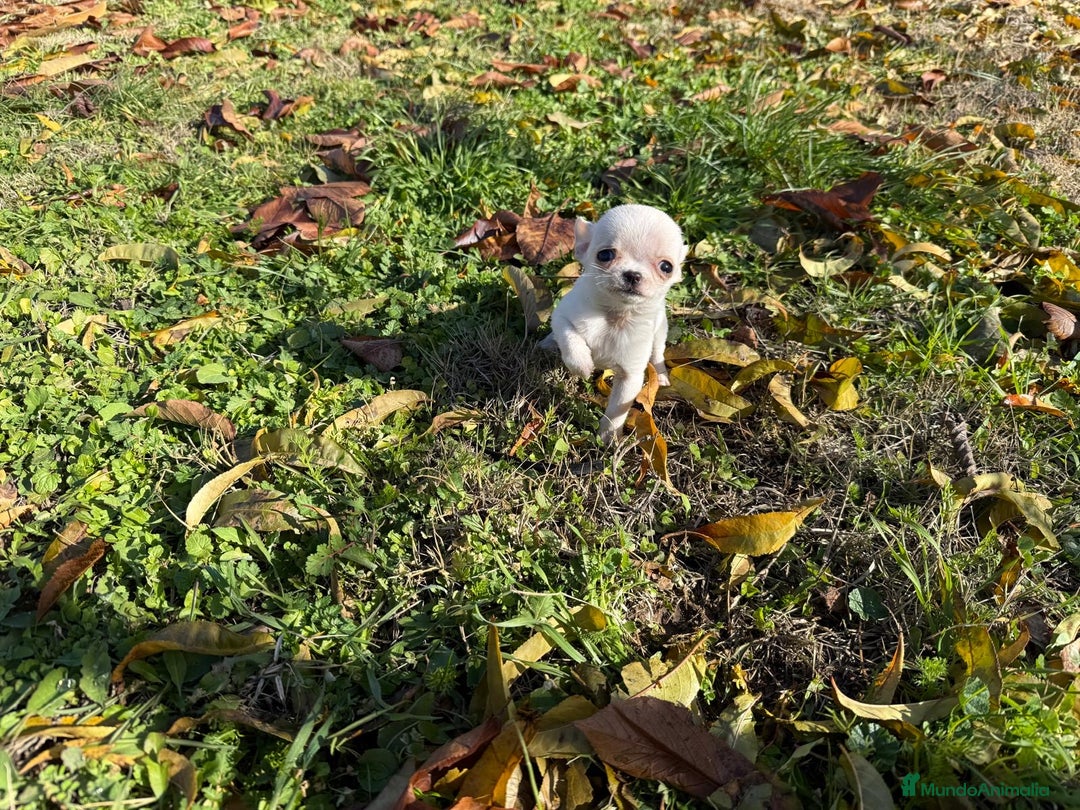 Chihuahua perros en venta: Chihuahua micro toy macho  - Anuncio 3