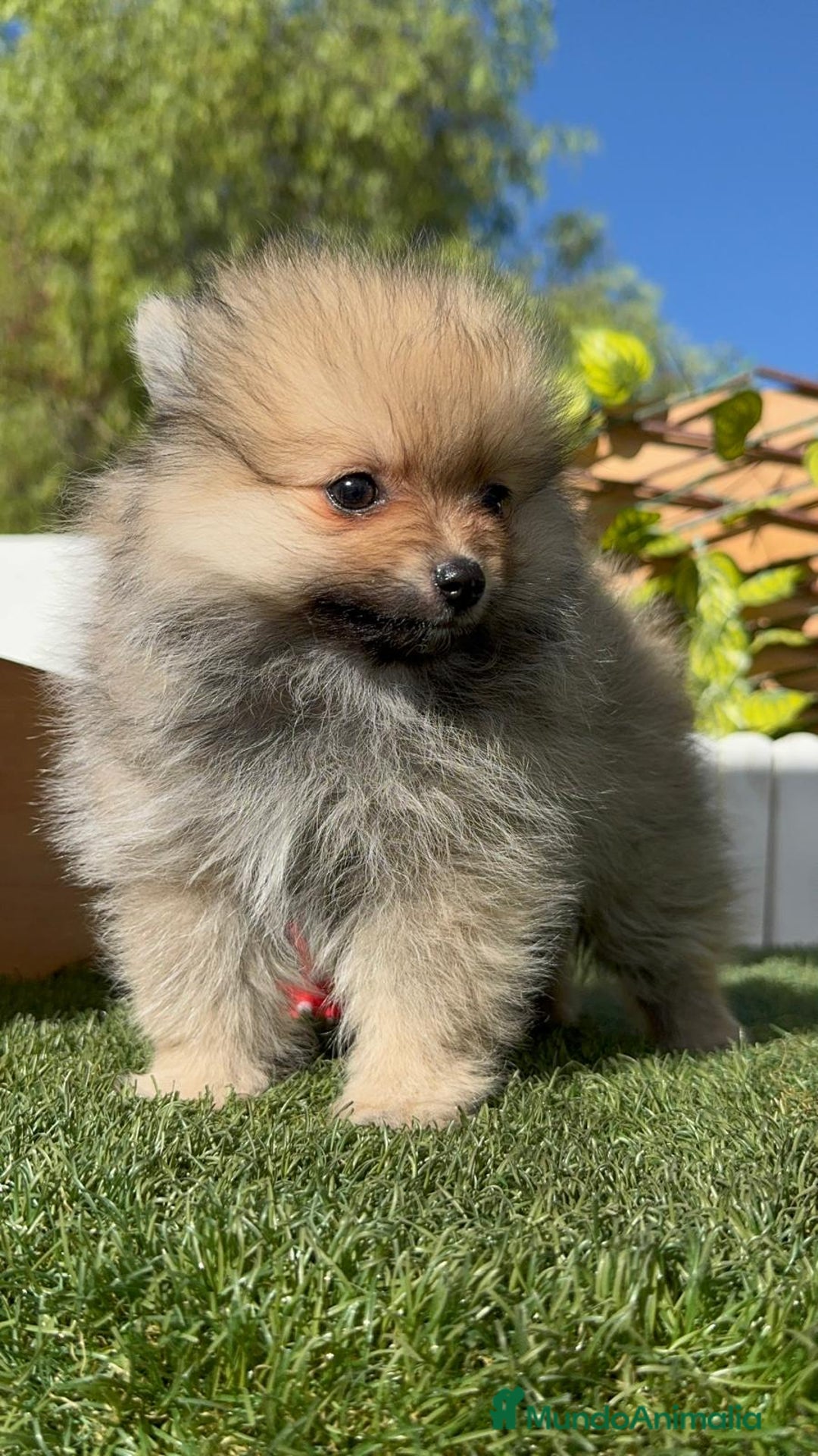 Pomerania perros en venta: POMERANIA MACHO - Imagen 10